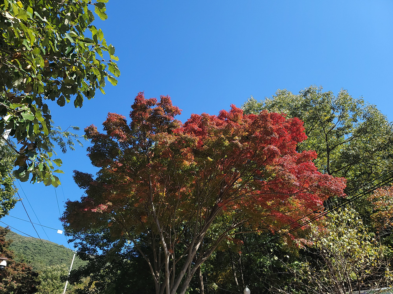 단풍2.jpg