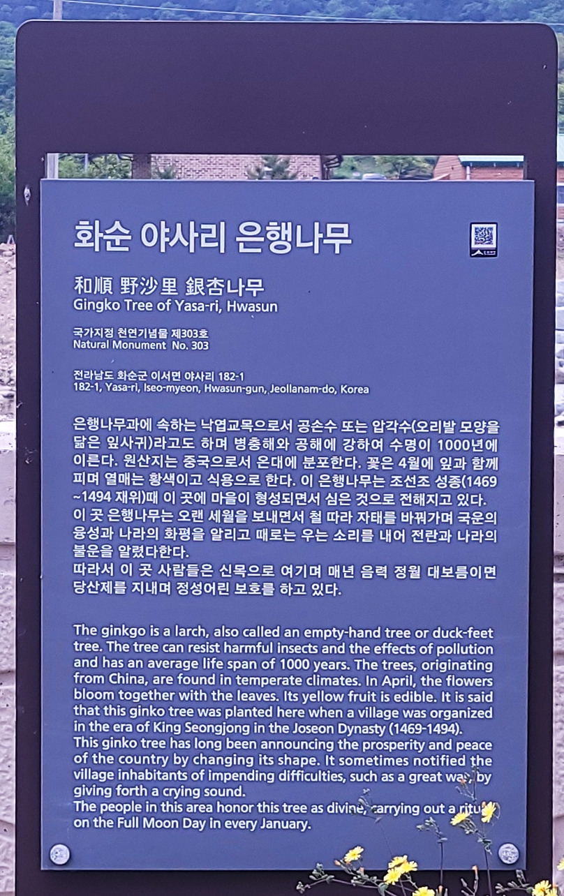 야사리은행나무간판.jpg