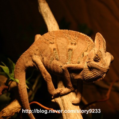카멜레온 보호색.jpg