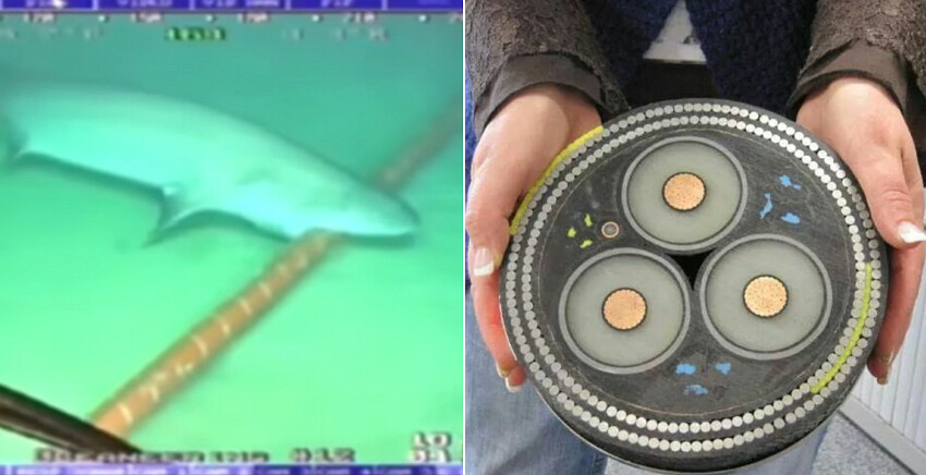 베트남 해저케이블 (6)  해저케이블에 접근하는 상어.jpg