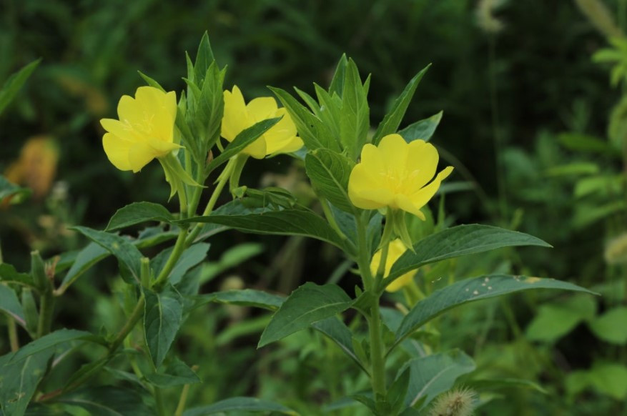 달맞이 꽃 2025-07-14 124548.jpg