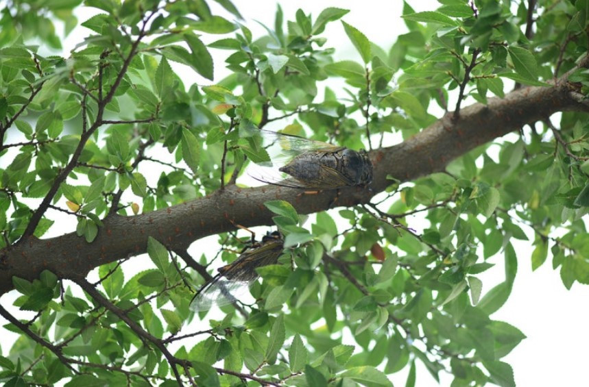 매미3 2025-08-13 104627.jpg