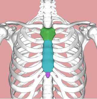 sternum_복장뼈.jpg
