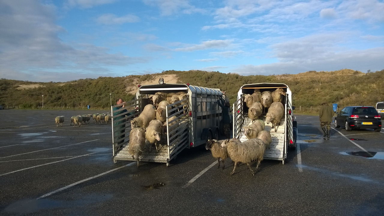 start-schapenbegrazing-berkheide-foto-marijke-dirkson-wp_20141117_002.jpg