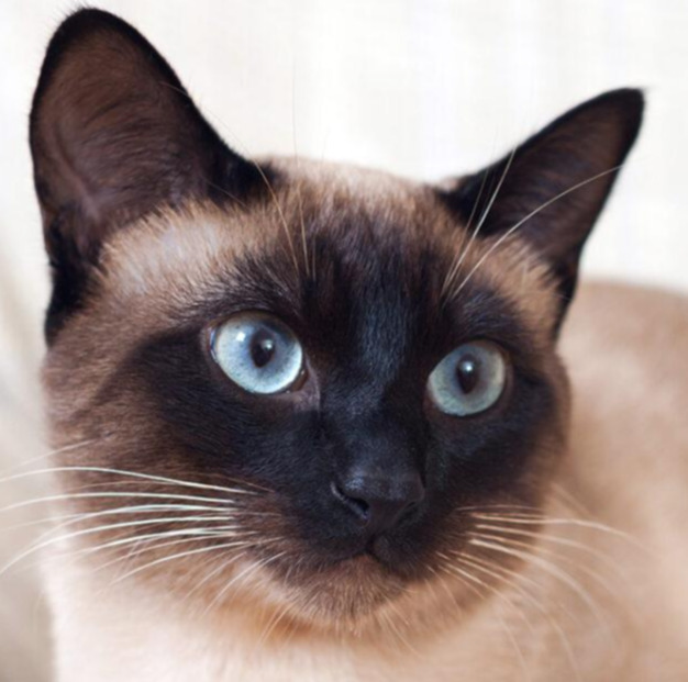 Siamese-Hero-1200x628.jpg