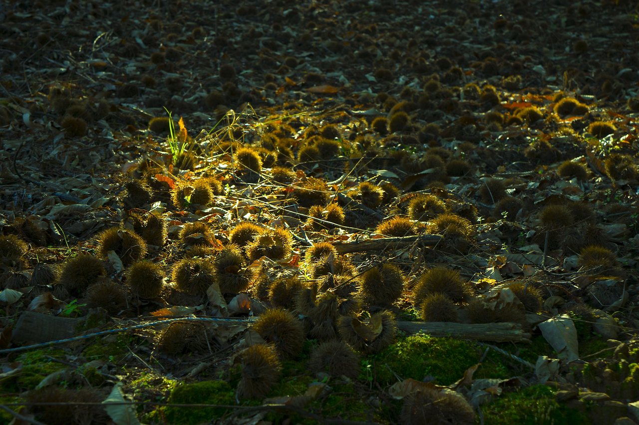영평사 밤송이.jpg