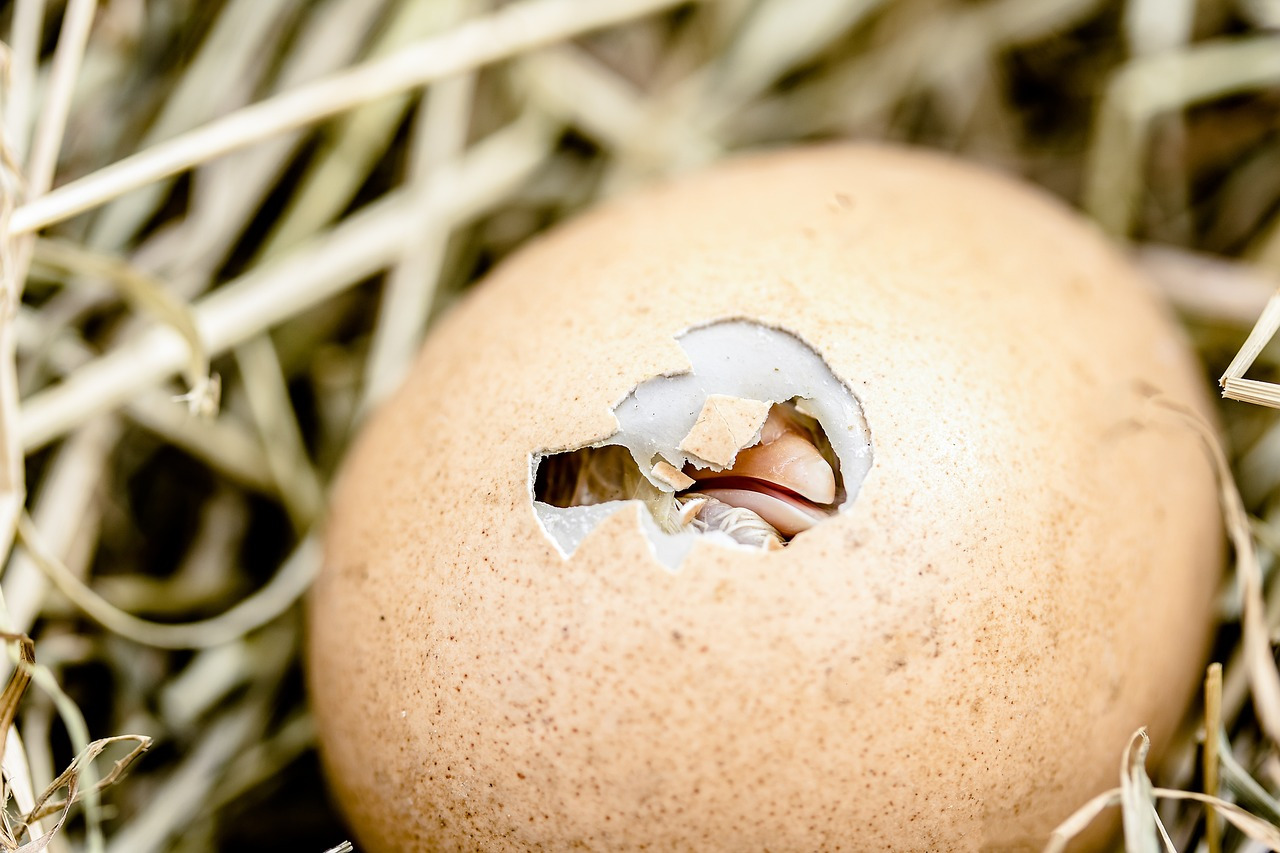 hatching-chicks-gf705886be_1280.jpg