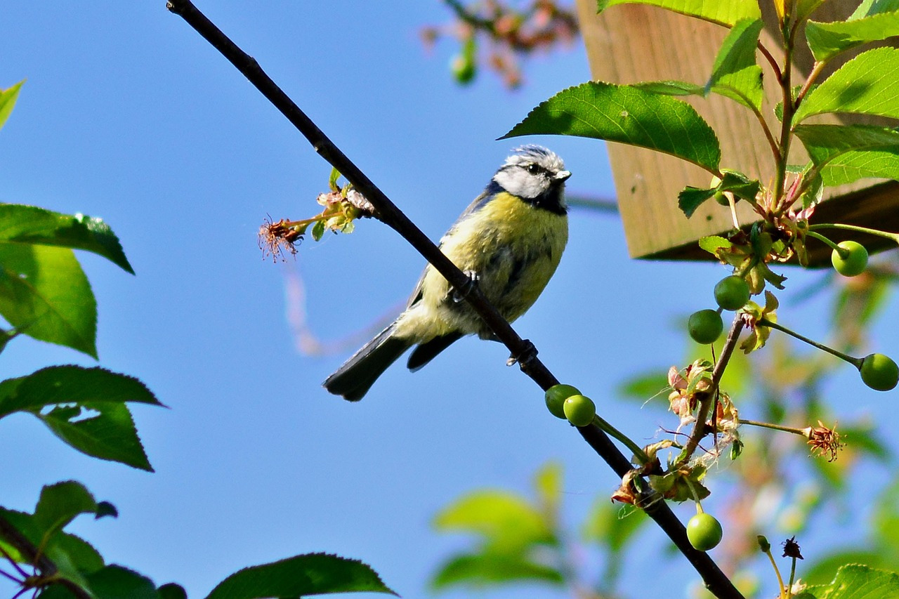 blue-tit-4231048_1280.jpg