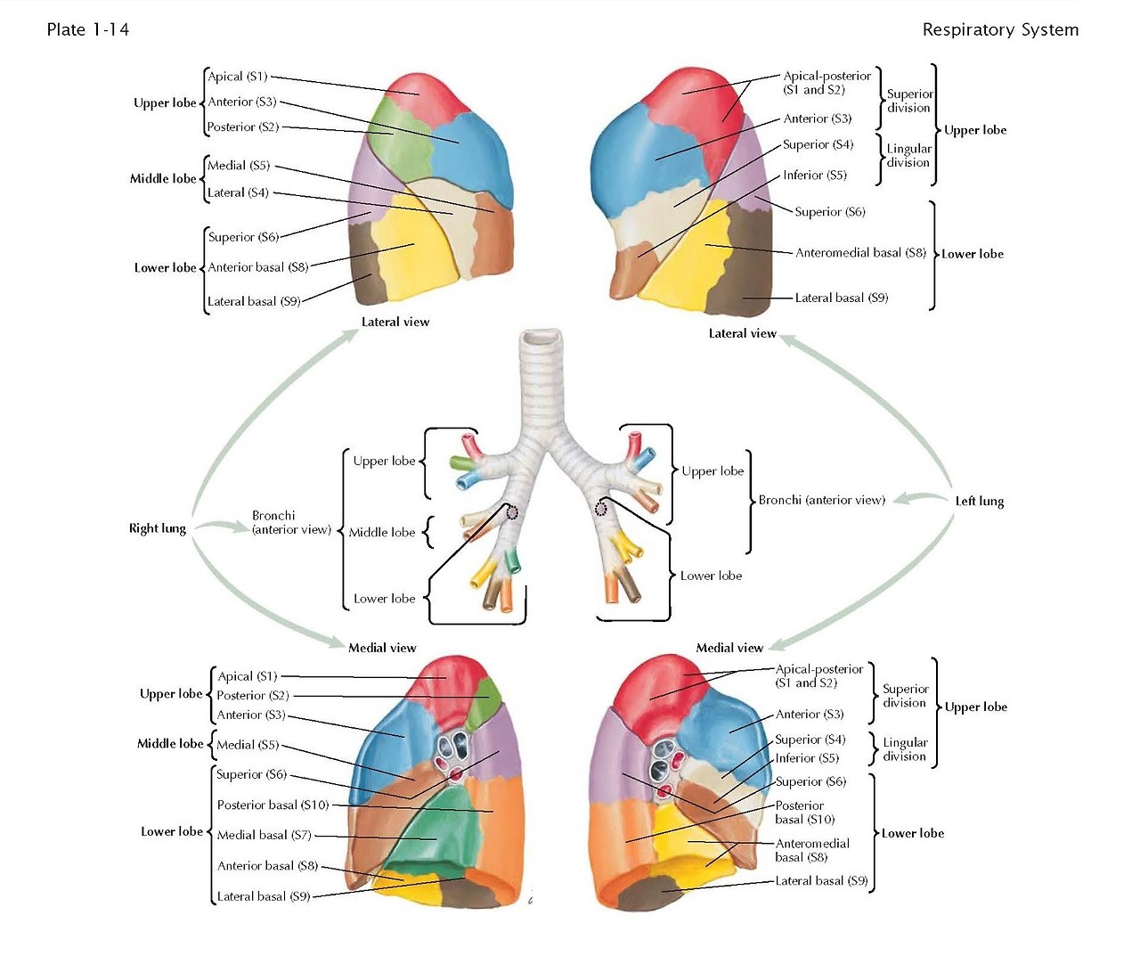 (Netter Green Book Collection) David Kaminsky MD-The Netter Collection of Medical Illustrations_ Respiratory System_ Volume 3. 3-Saunders (2011)_Page_033.jpg