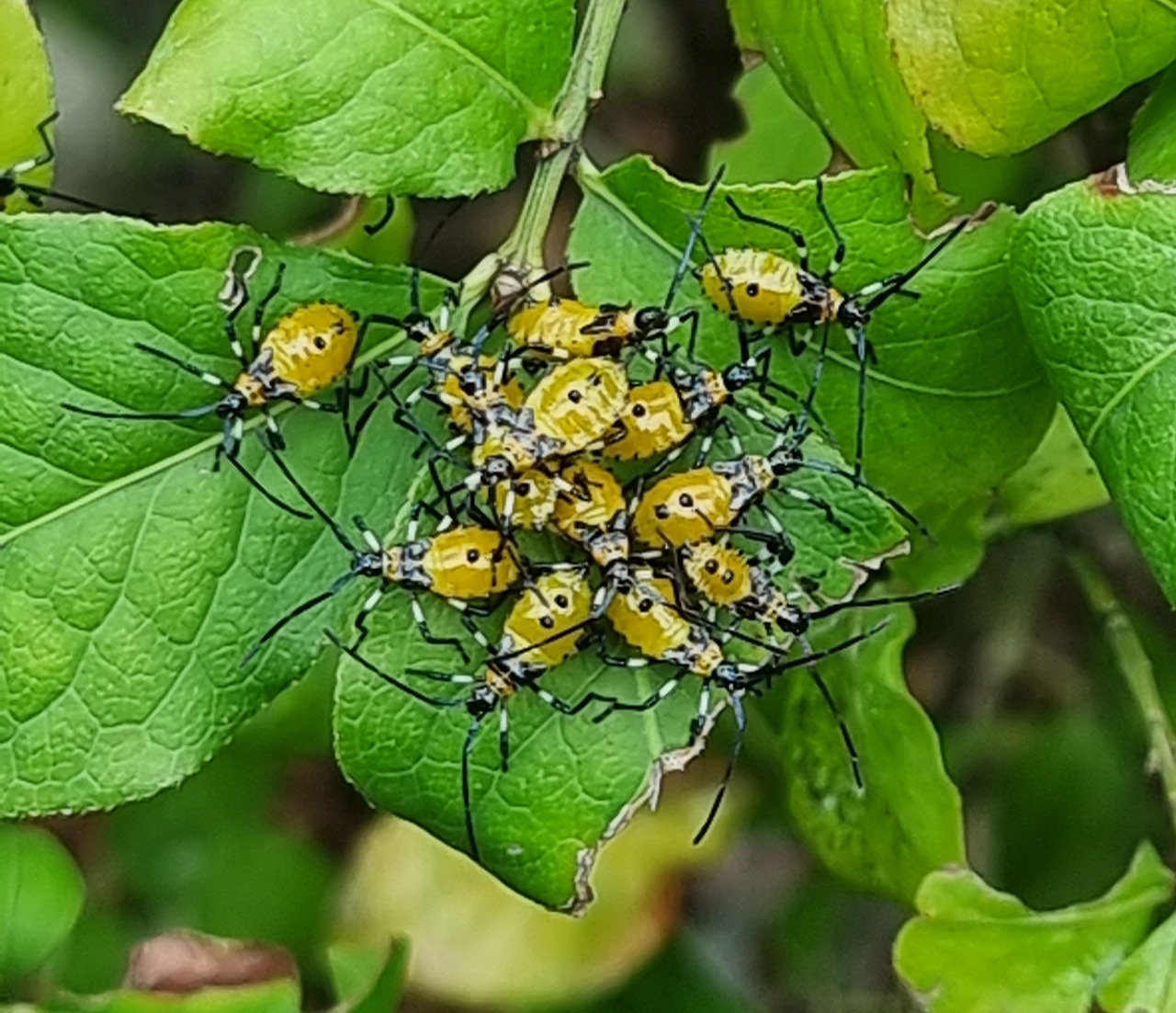 20230916_노랑배허리노린재약충.jpg