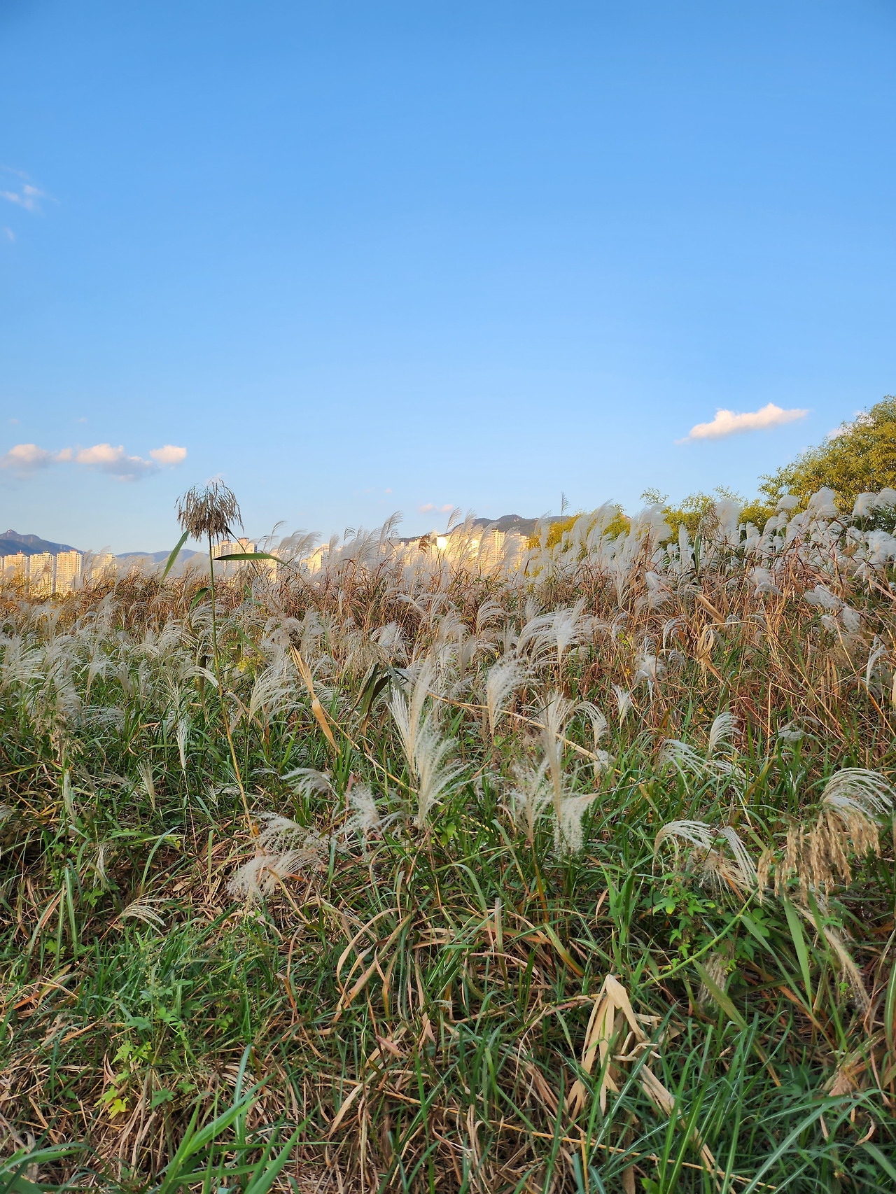 2023 낙동강구포나루축제 (29).jpg