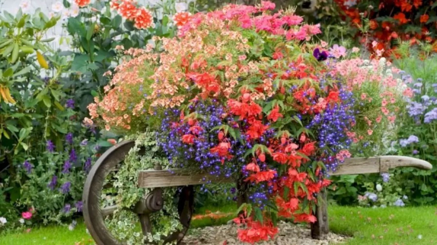 숨은 그림 찾기, 나비,.jpg