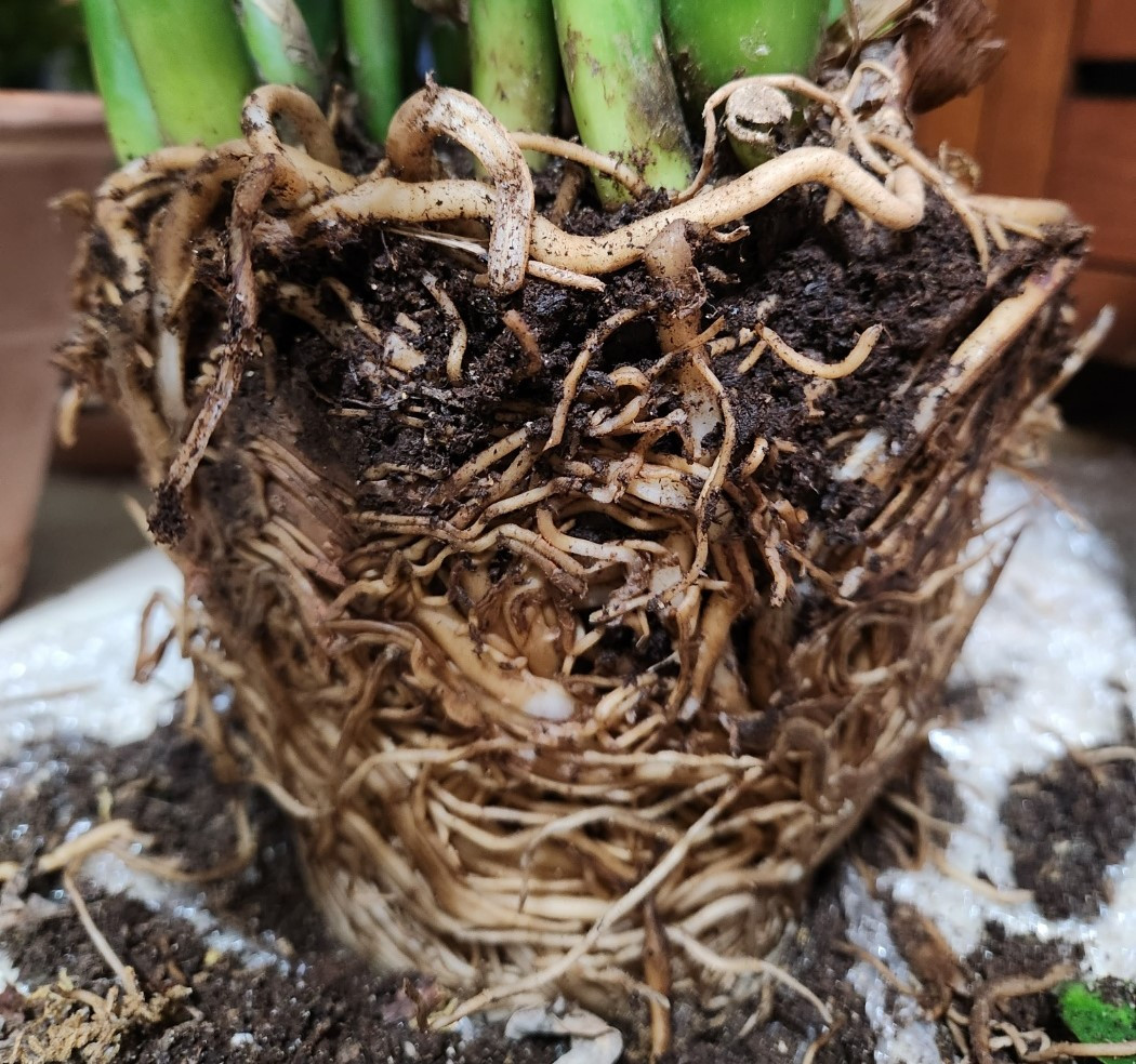 금전수 뿌리2.jpg