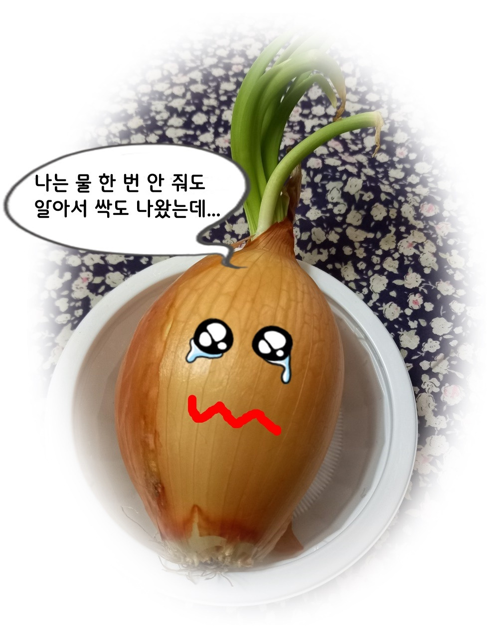 반려식물양파.jpg