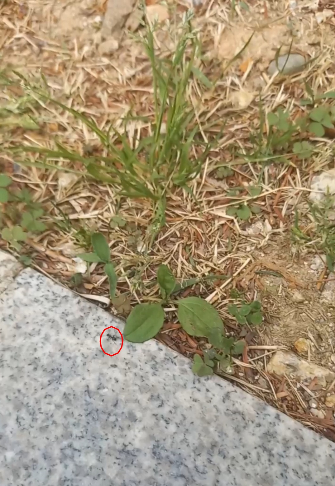 개미의 산책-2.jpg