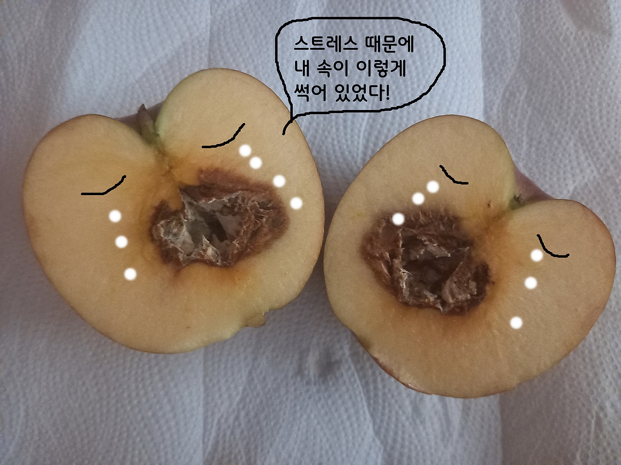 스트레스가득해서속이썩어버린사과.jpg