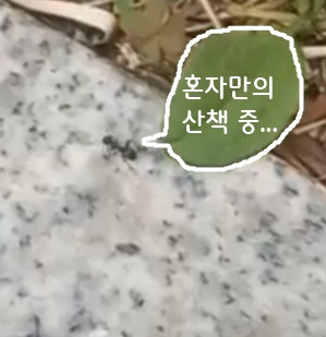 개미의산책샘플.jpg