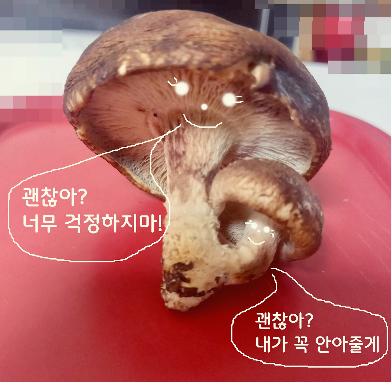 표고돌과표고순1.jpg