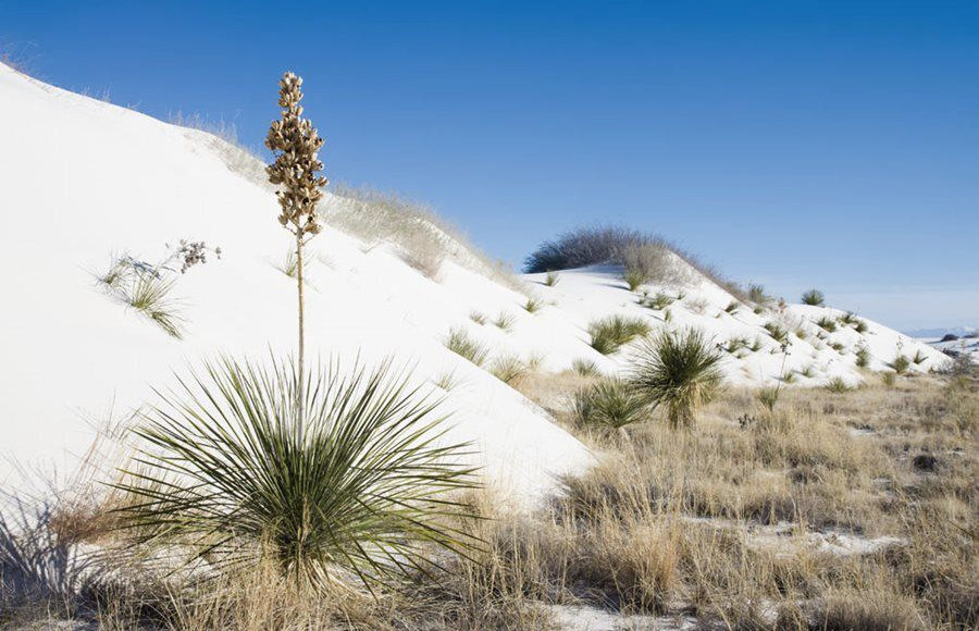 20.yucca-elata-soaptree-yucca-desert-sand-dune-shutterstock-com_12875.jpg