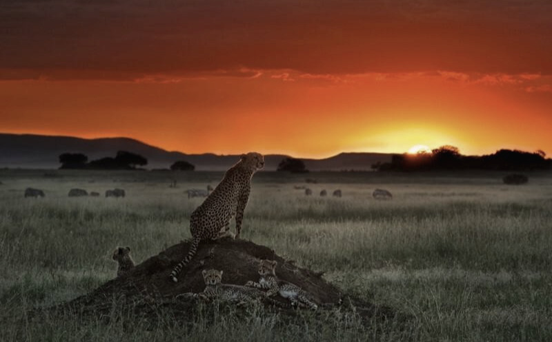 16.cheetah-sunset-hd-wallpaper-800x600.jpg