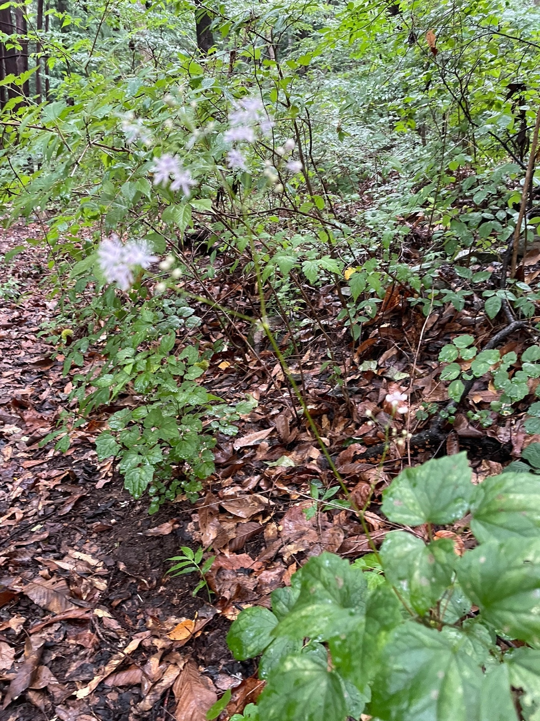 KakaoTalk_20220816_은꿩의다리 (2).jpg