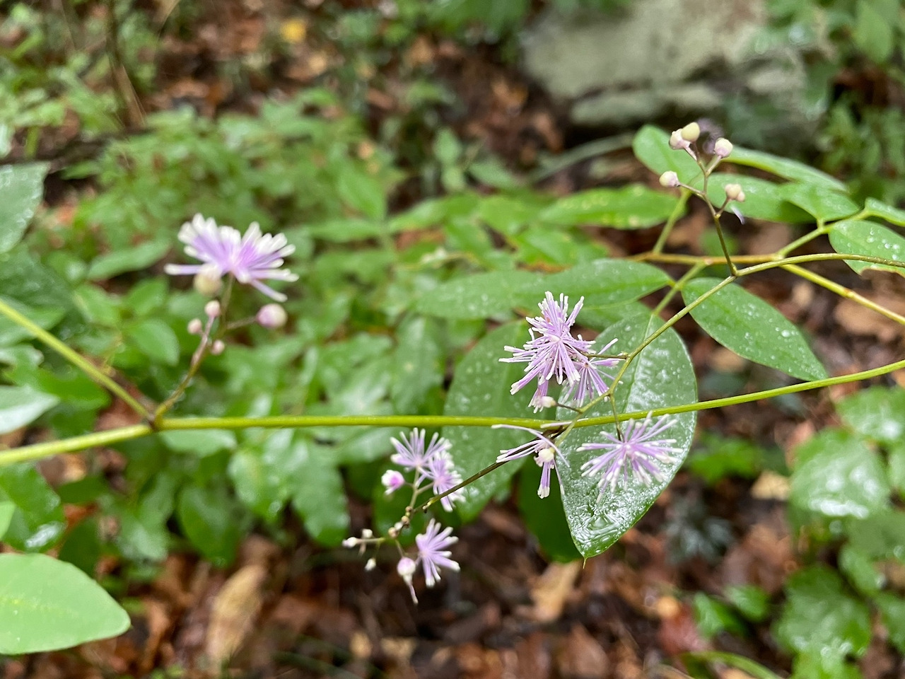 KakaoTalk_20220816_은꿩의다리 (3).jpg