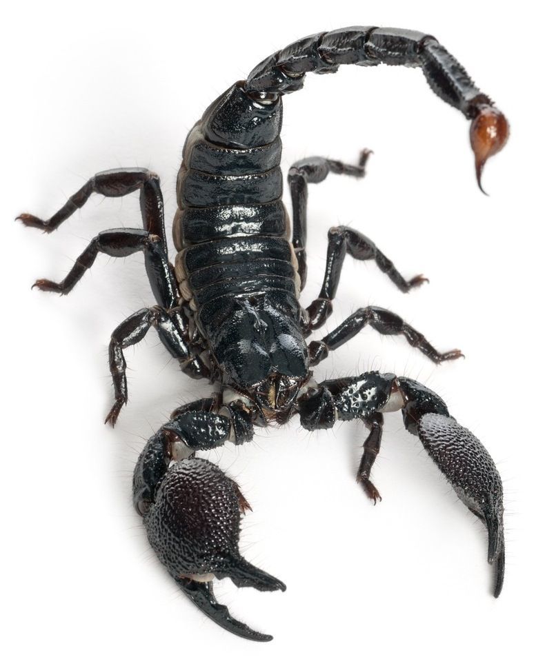 Scorpion Facts - KidsPressMagazine_com.jpg