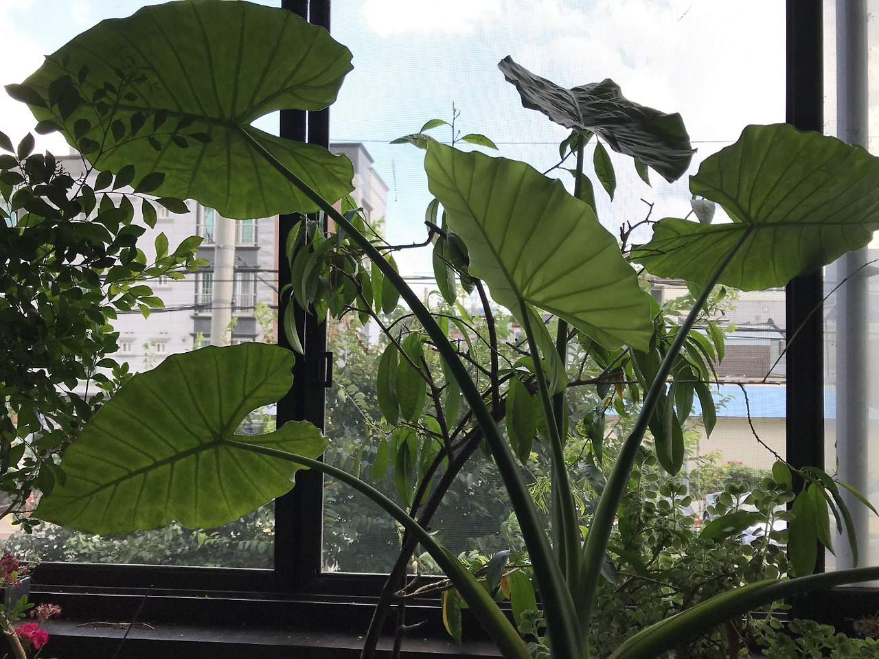 우리집 초록 그물.jpg