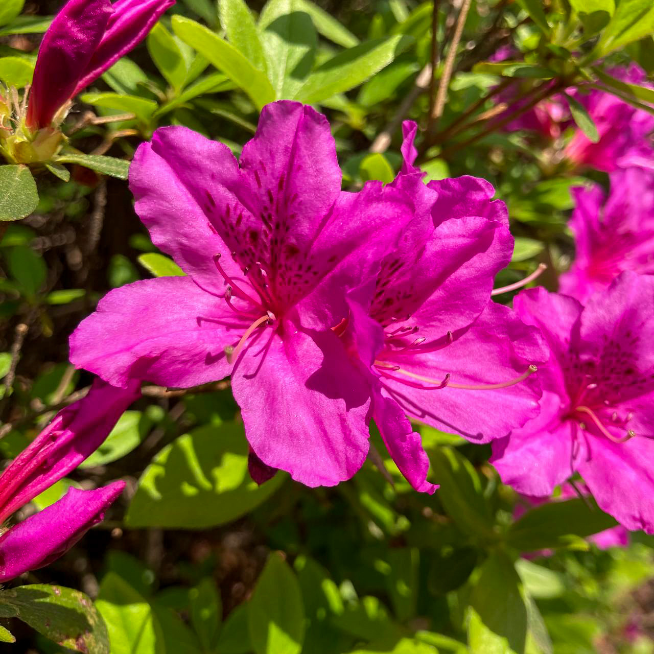 자연물을 이용한 그림그리기889-2.jpg