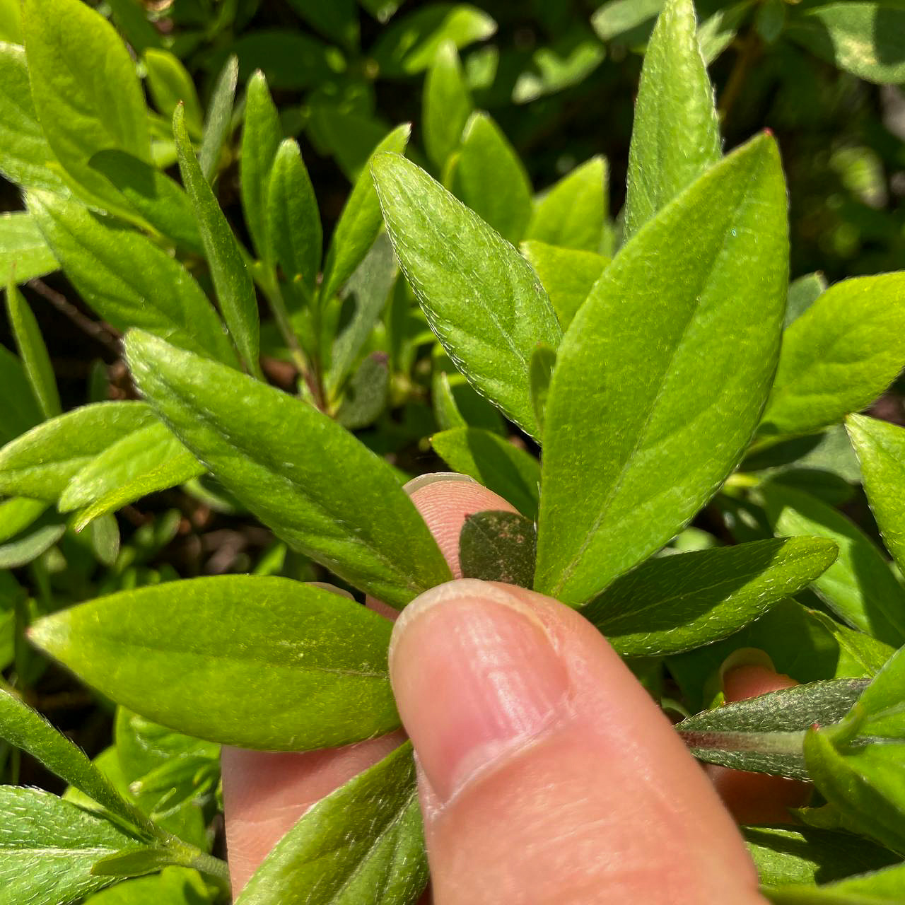 자연물을 이용한 그림그리기67-2.jpg