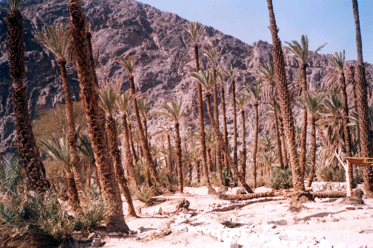 르비딤의 오아시스.jpg