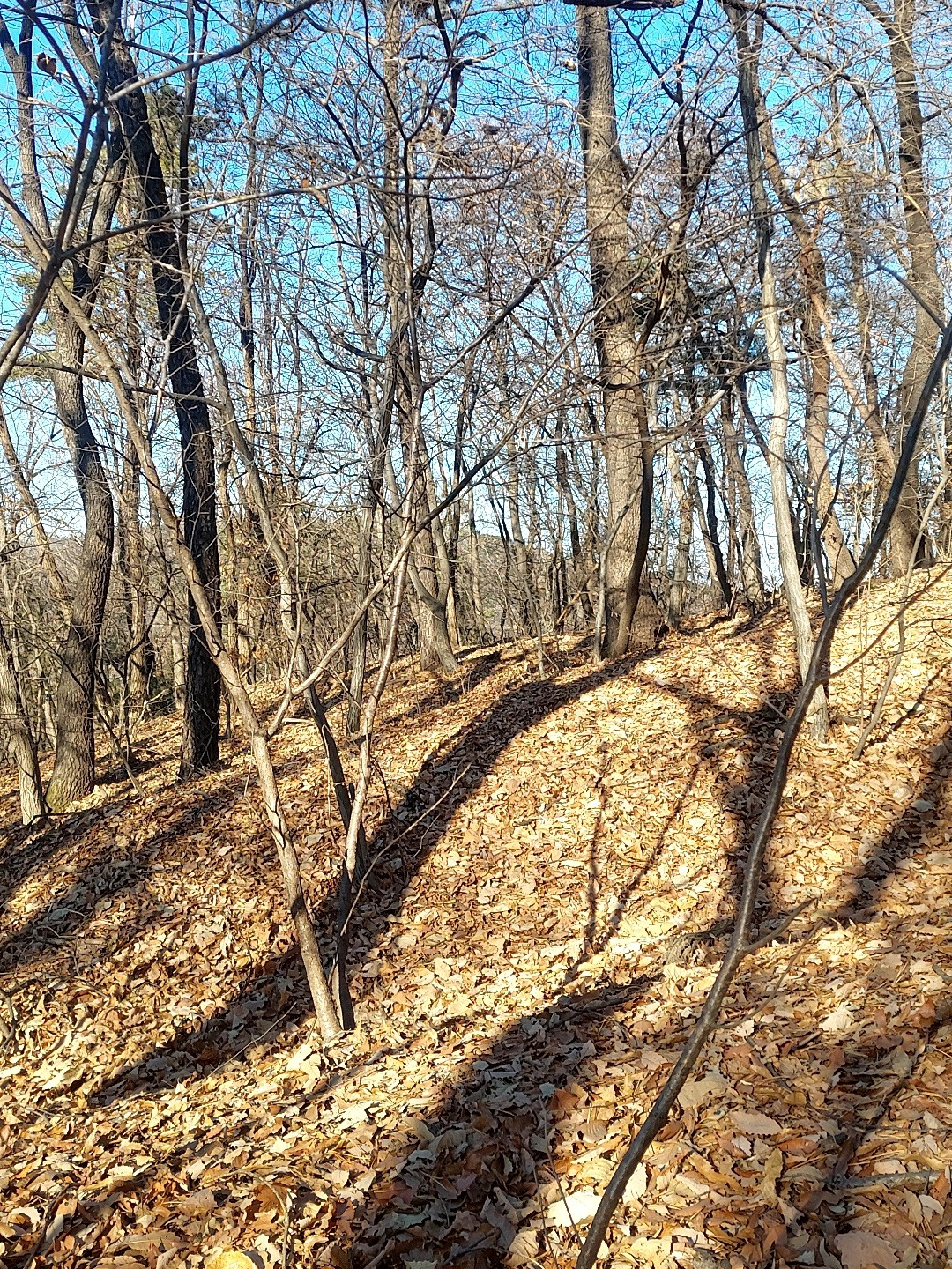 초록을 품은 나무.jpg