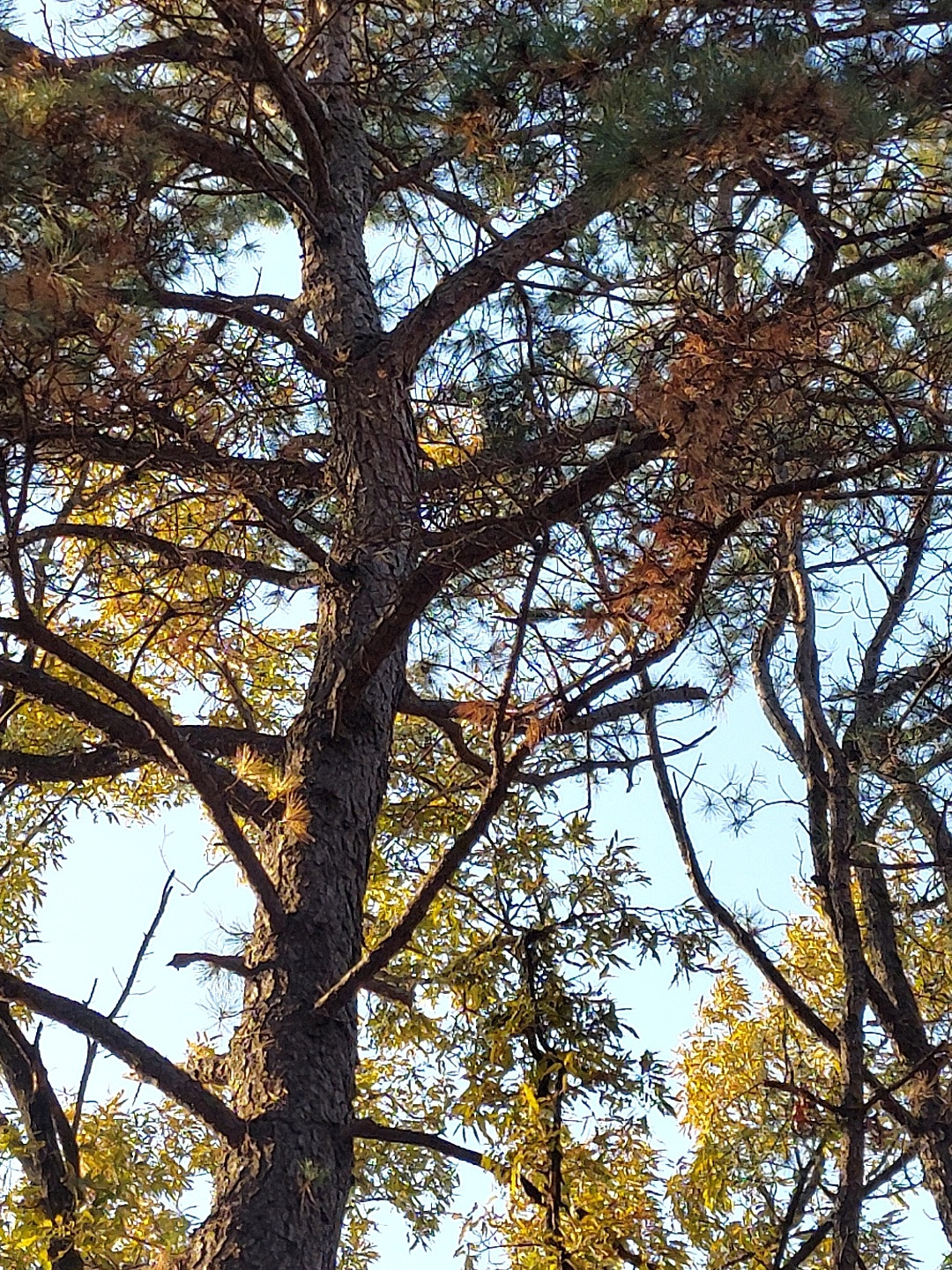 소나무와 참나무 비교1.jpg