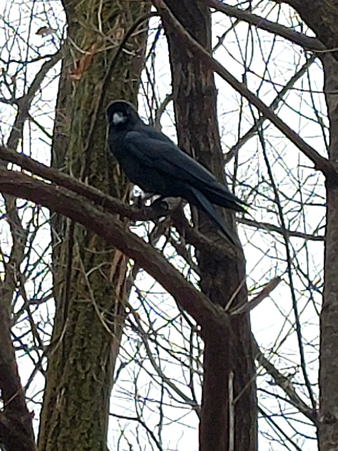 초록을 품은 나무3.jpg