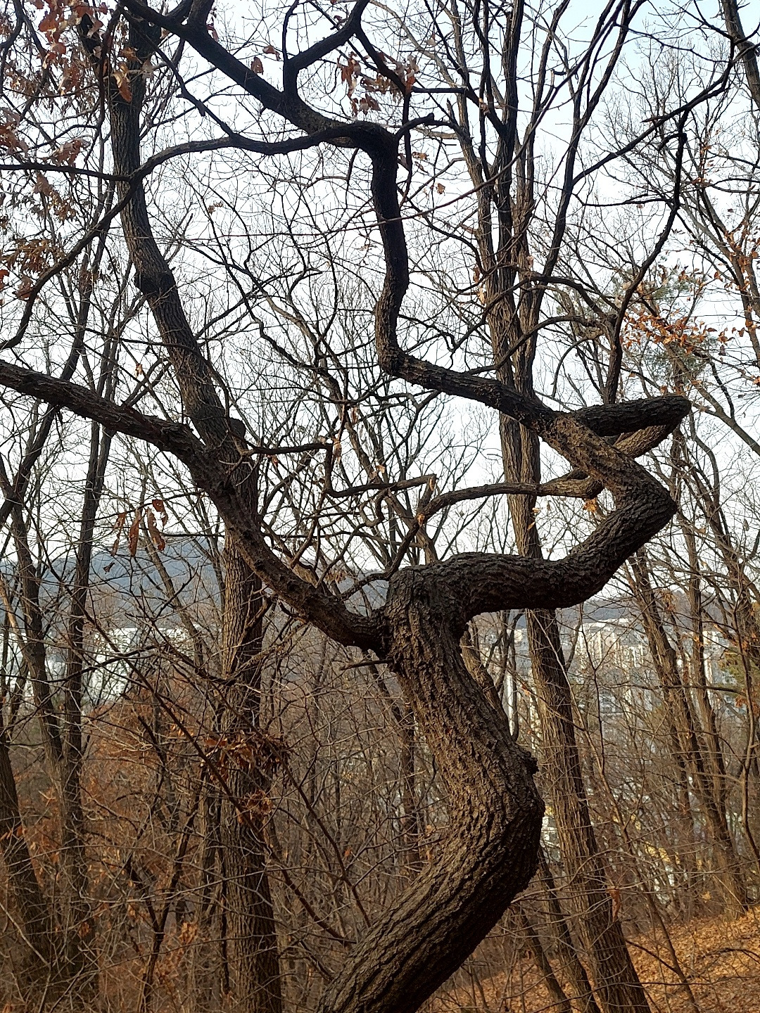 초록을 품은 나무1.jpg