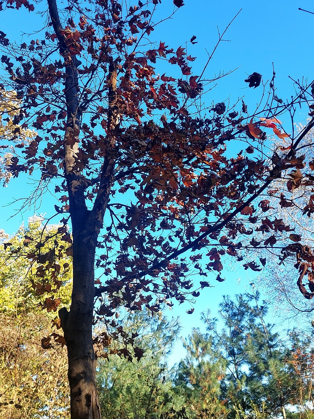 양재천 마지막.jpg