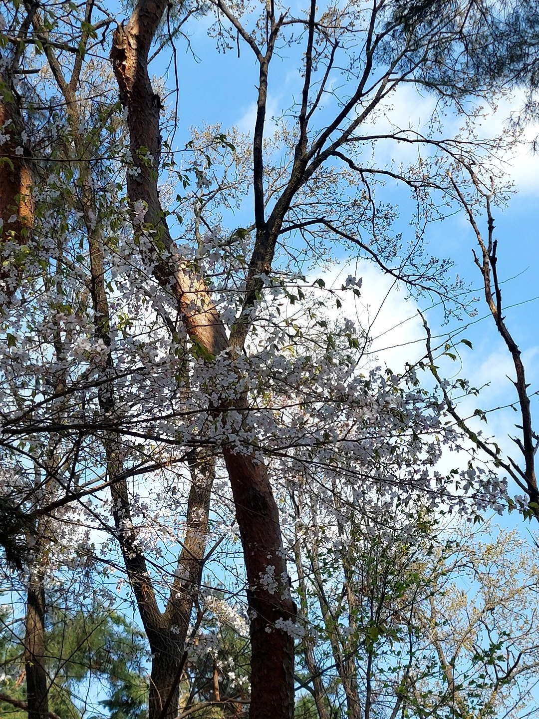 산벚꽃4.jpg