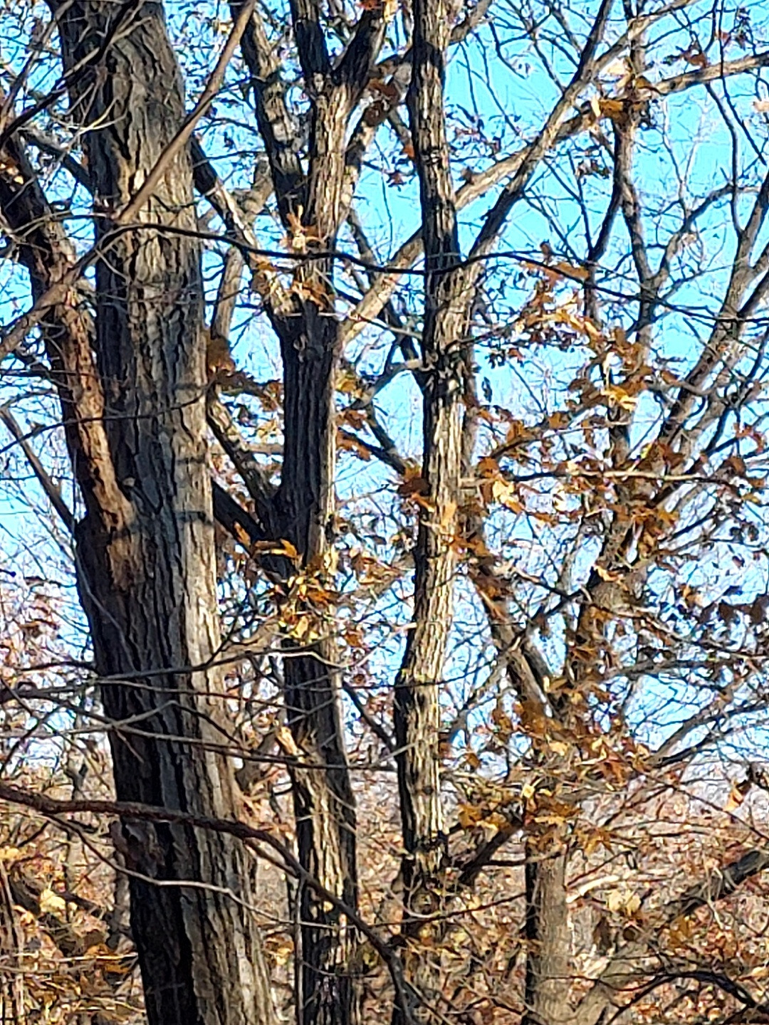 소나무와 참나무 비교.jpg