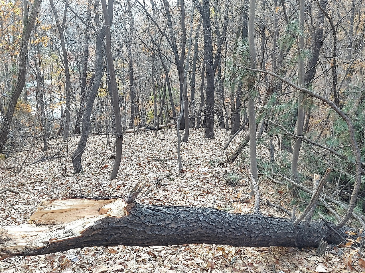 부러진 소나무2.jpg