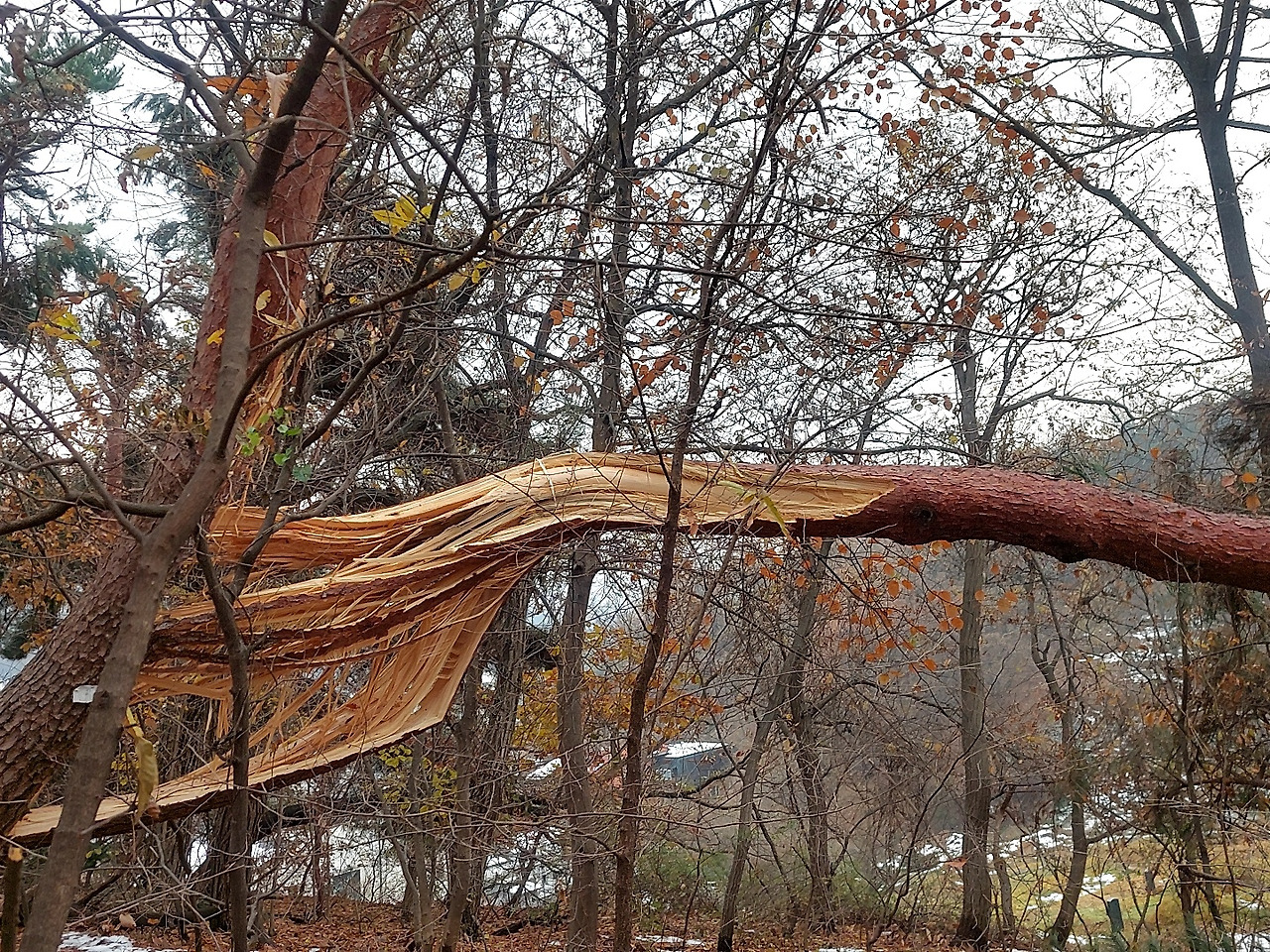 부러진 소나무3.jpg