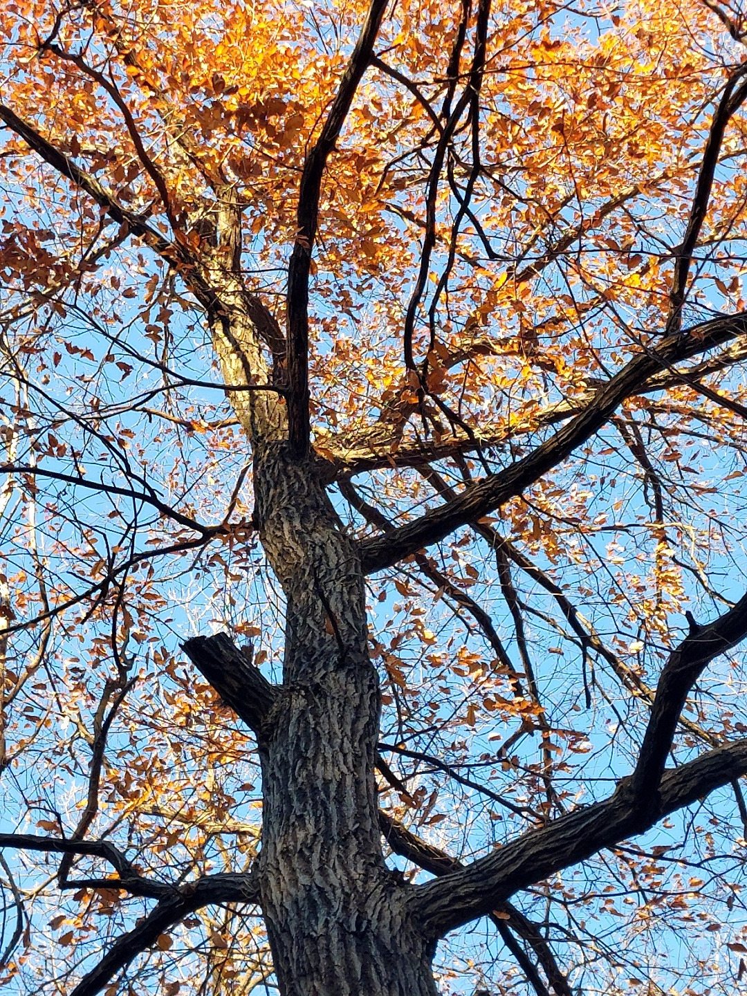 나무의 온기2.jpg