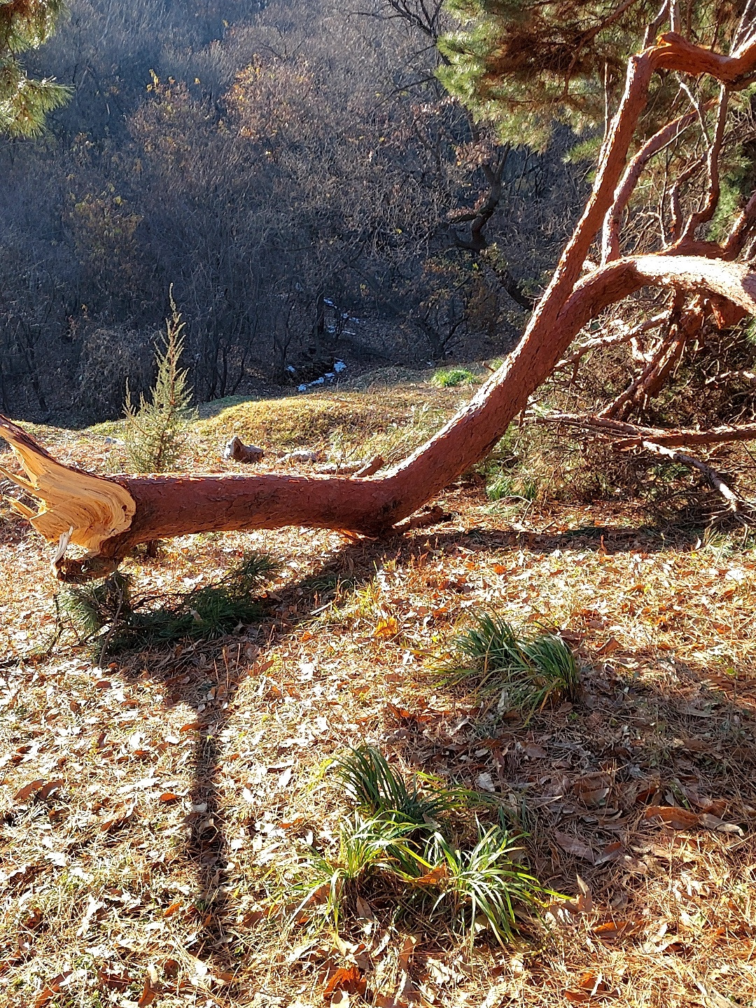 부러진 소나무4.jpg