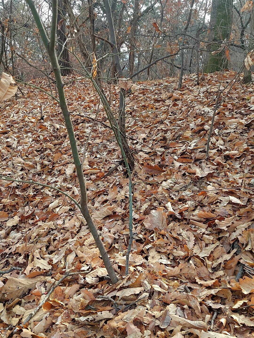 초록을 품은 나무2.jpg