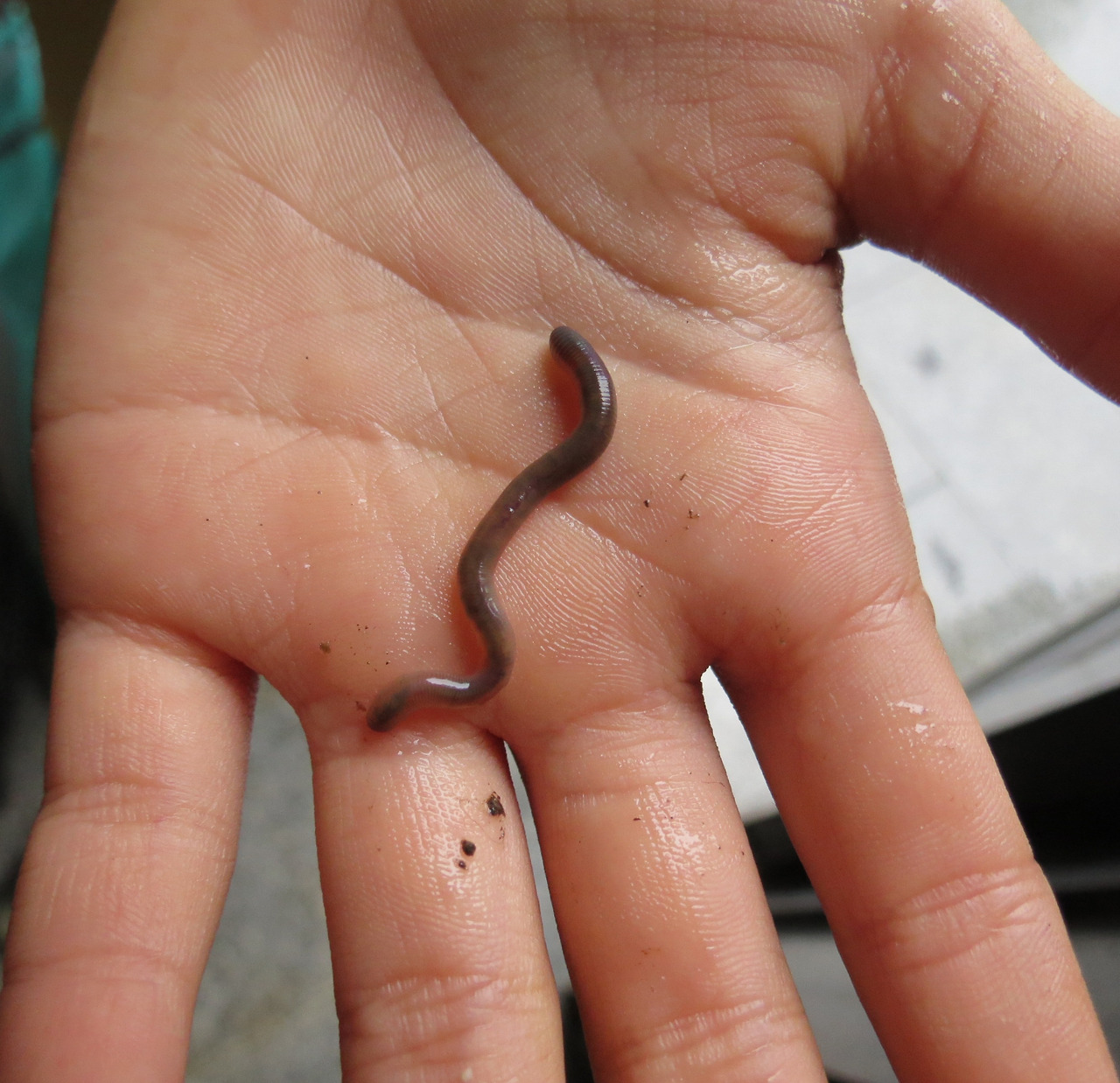 1_지렁이_예뻐2.jpg