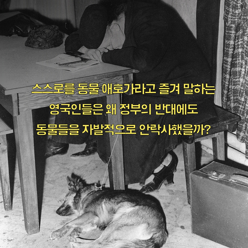 1_북카드_전쟁과개고양이대학살3.jpg