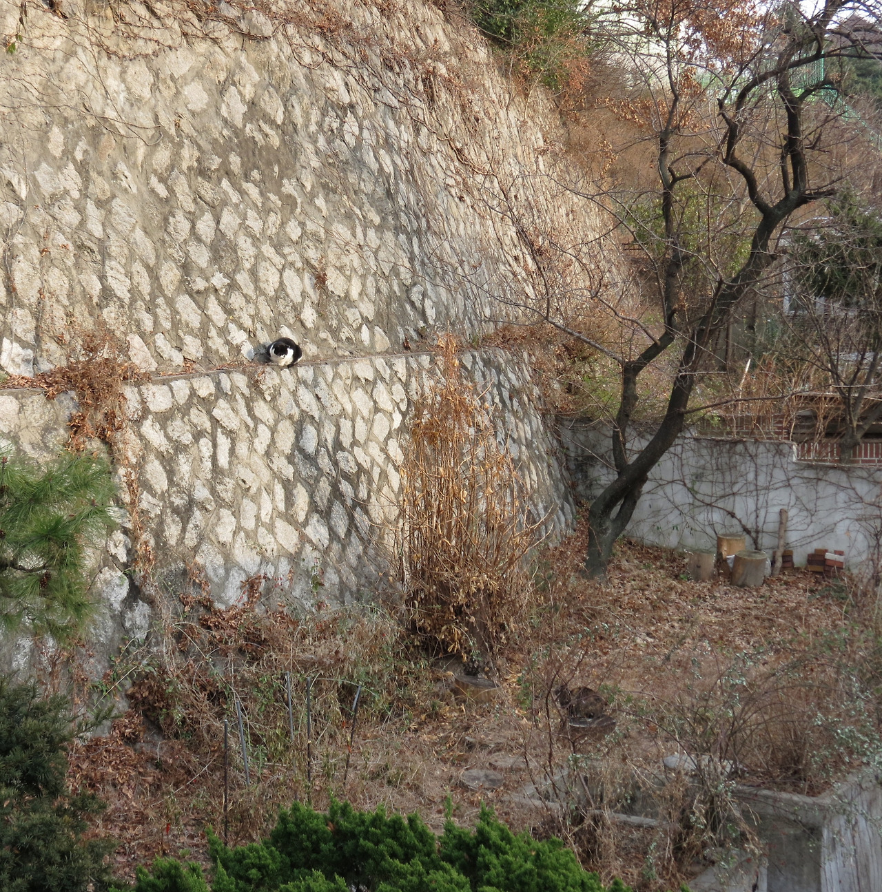 1은애_작은귀_담벼락1_221223 (49).jpg