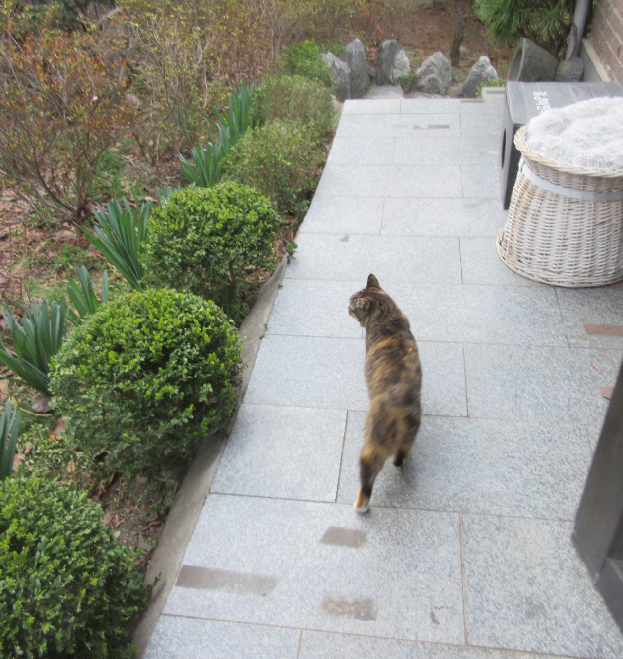 2작은귀_발치_230324 (26).jpg