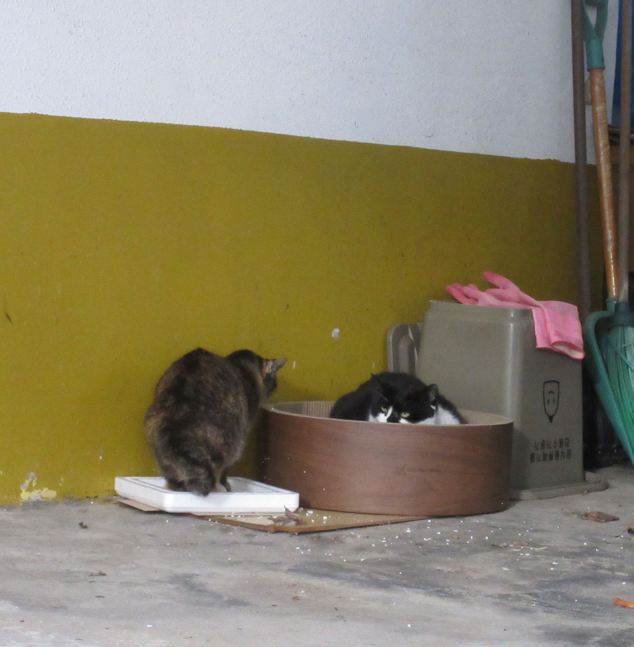 1은애_작은귀_스크래처1_231118 (184).jpg