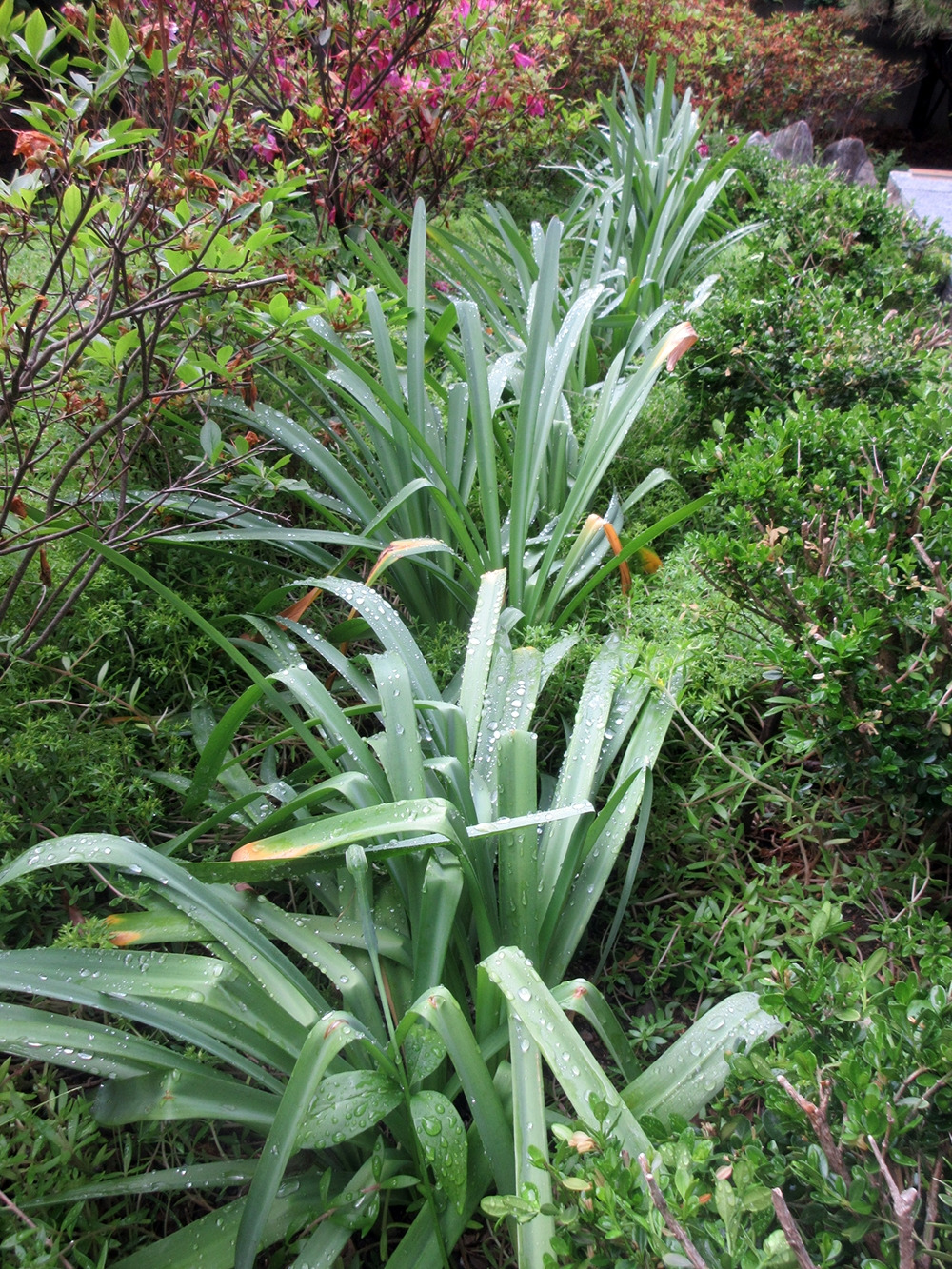 0_상사화_240512 (9).jpg