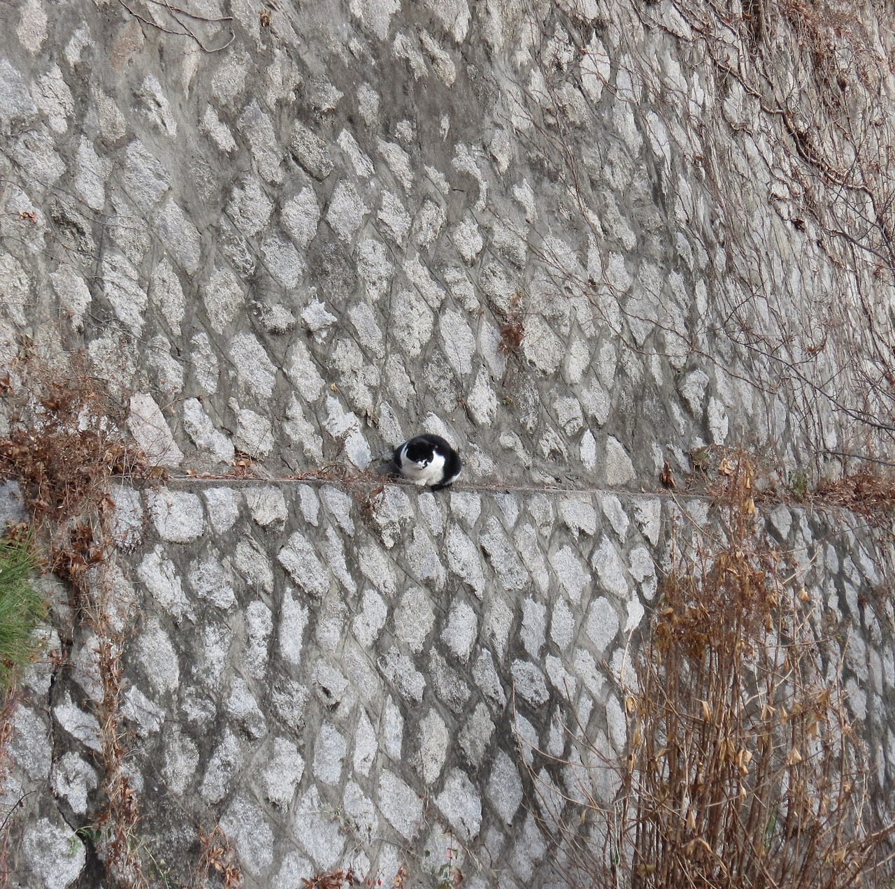 1은애_작은귀_담벼락2_221223 (45).jpg